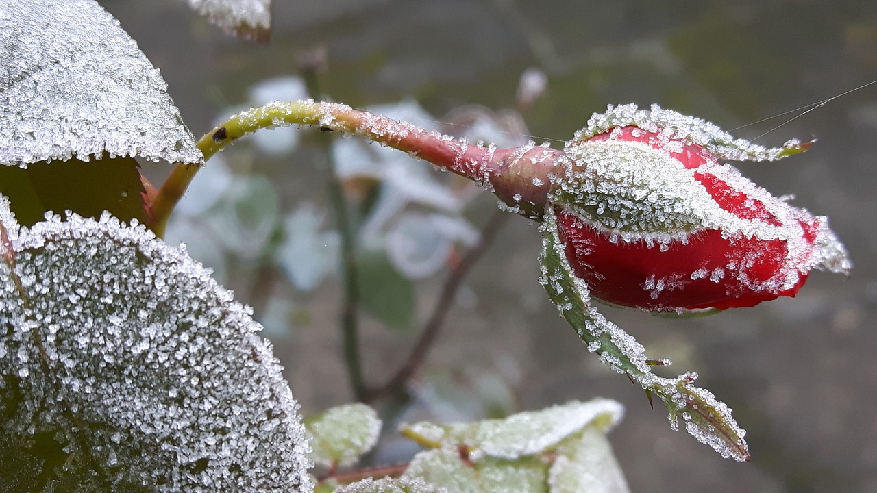 winter frost bud free photo