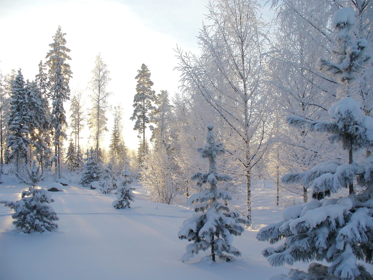 winter forest winter forest free photo