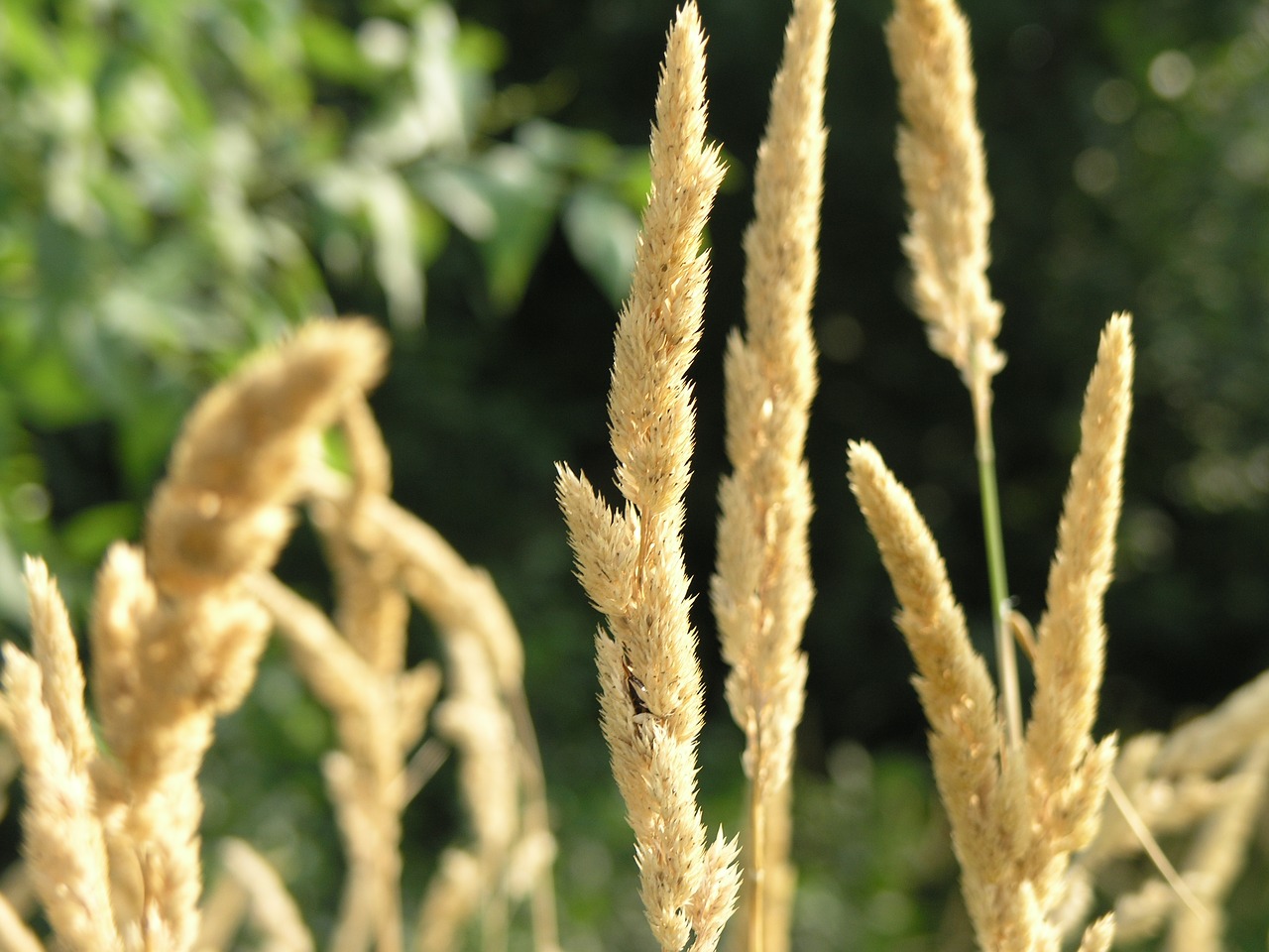 winter wheat agriculture free photo