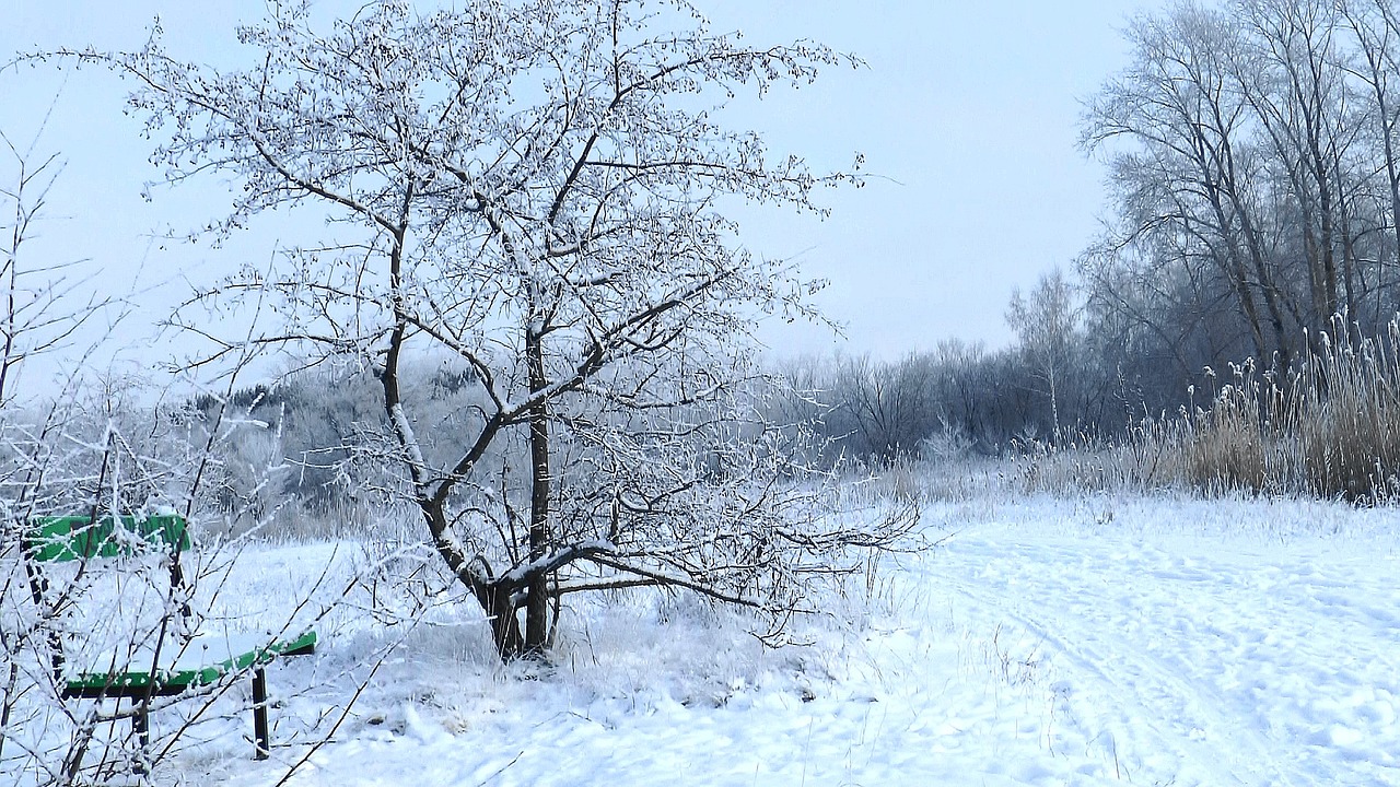 winter forest park free photo