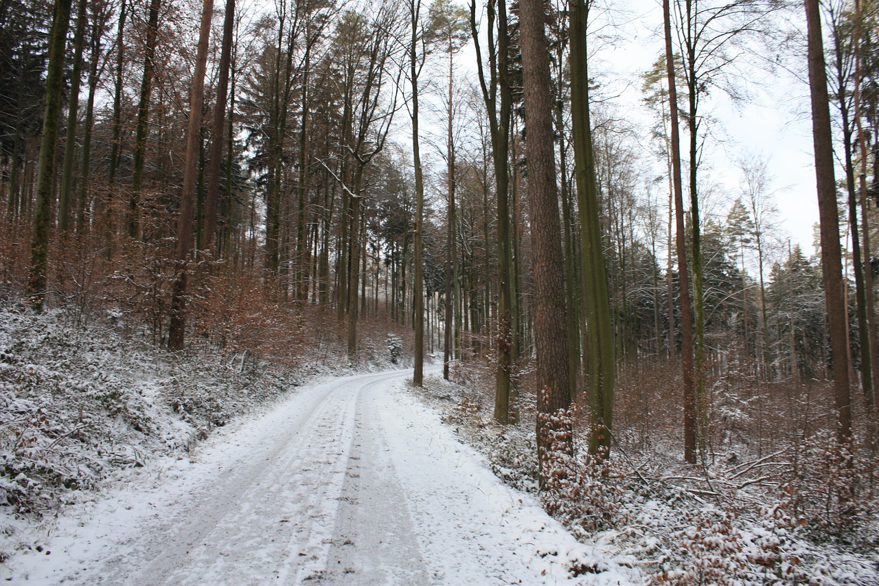 winter away forest free photo