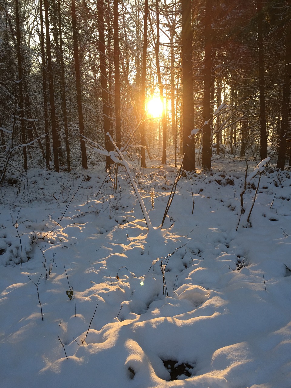 winter forest sun free photo