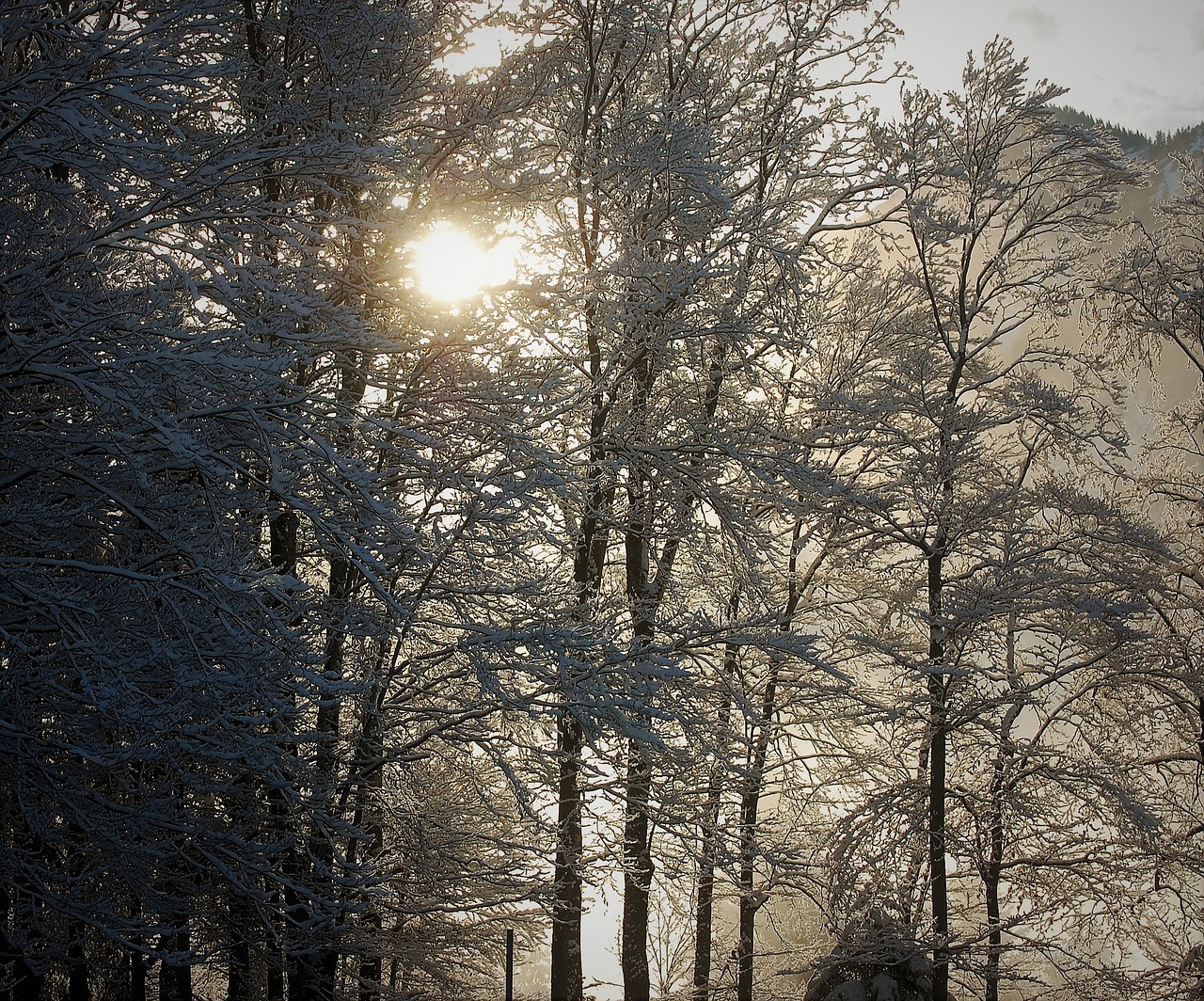 winter trees sun free photo