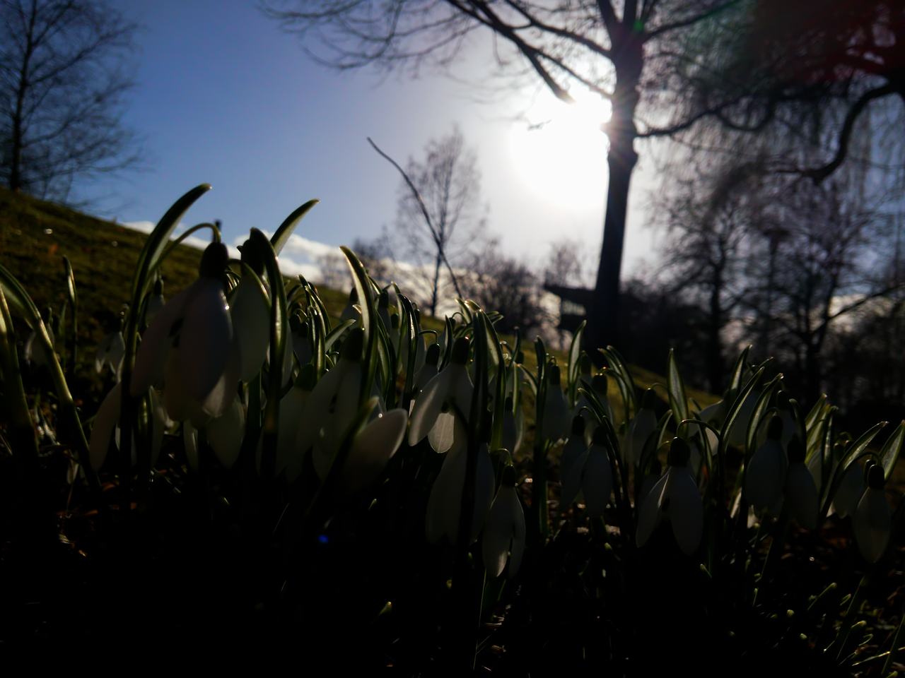 winter snowdrop white free photo