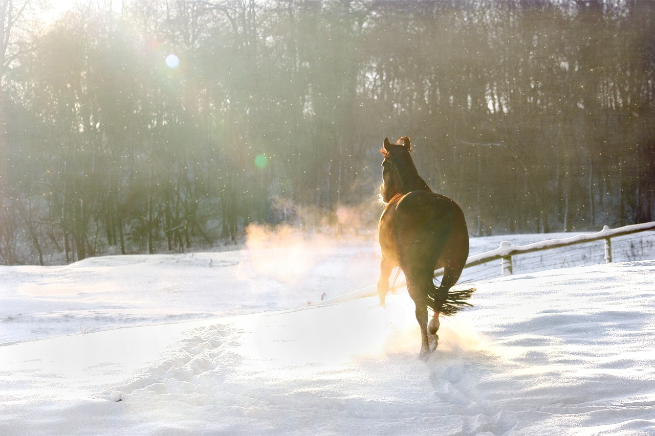 winter snow christmas free photo