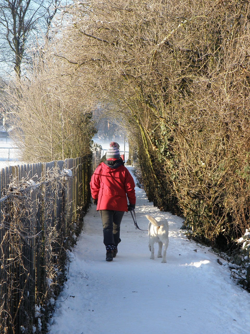 winter snow path free photo