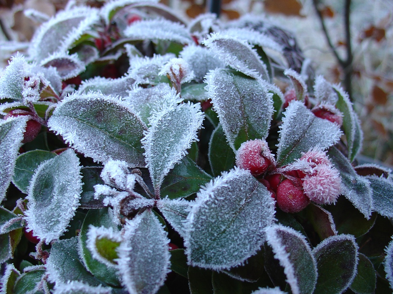 winter frost gaultheria free photo