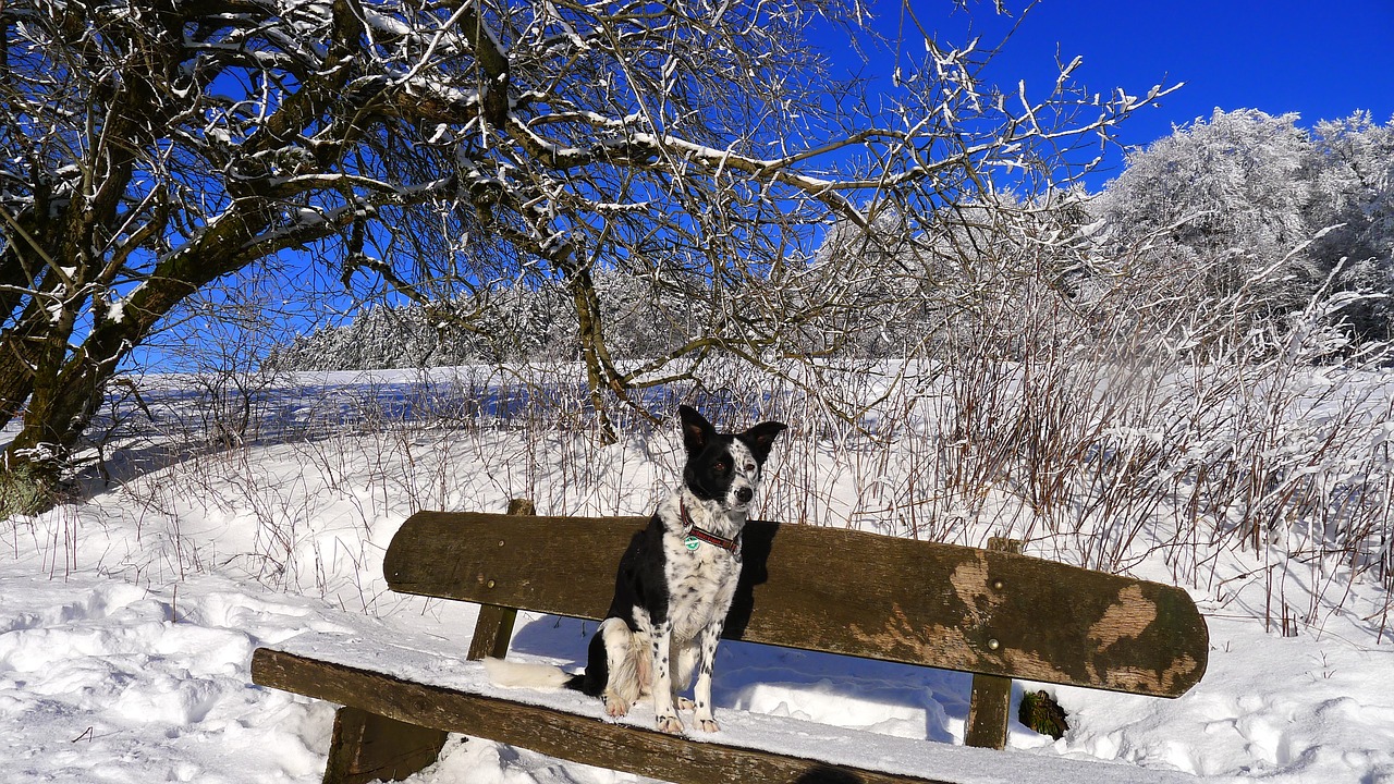 winter snow dog free photo