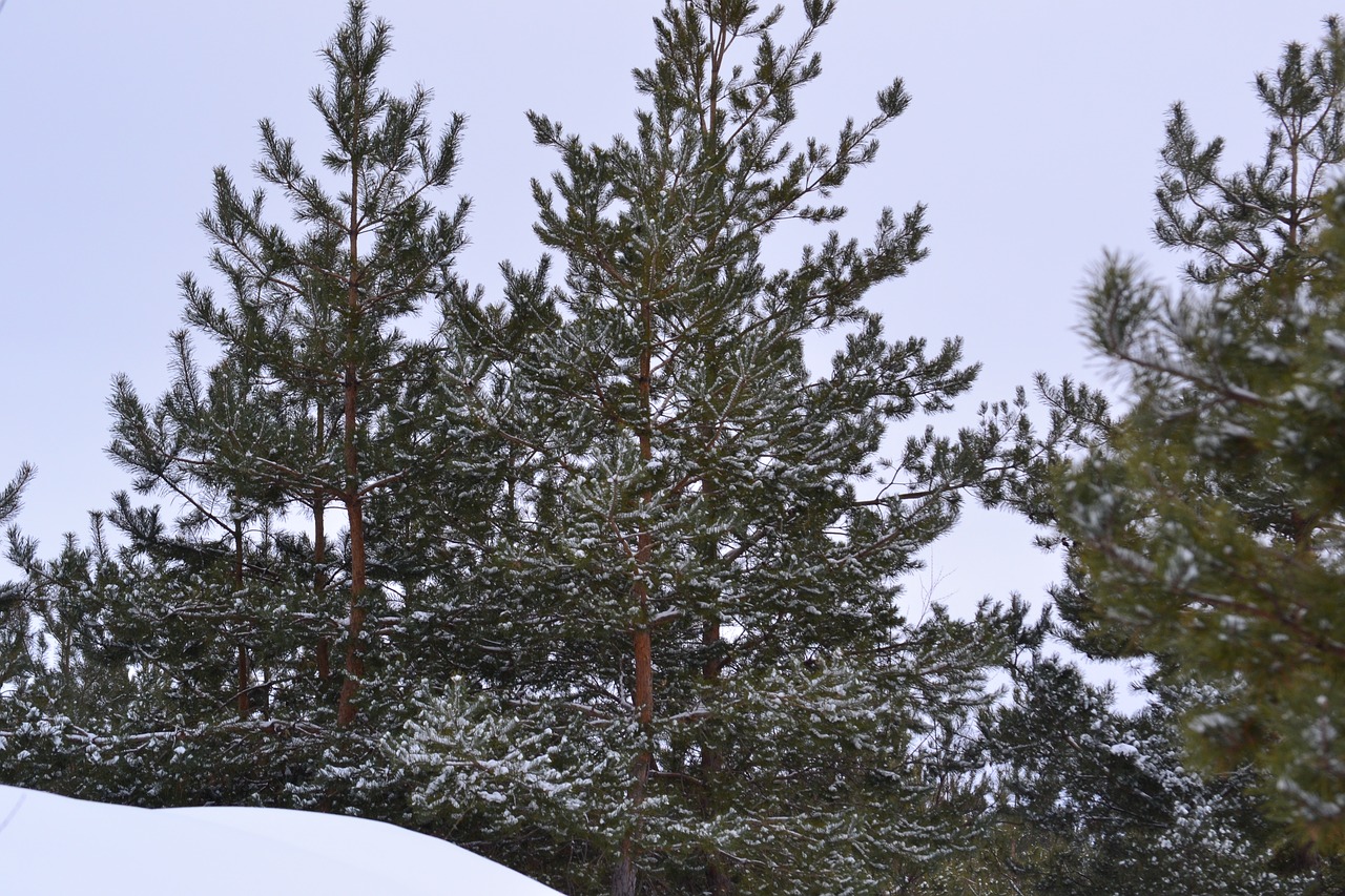 winter tree snow free photo