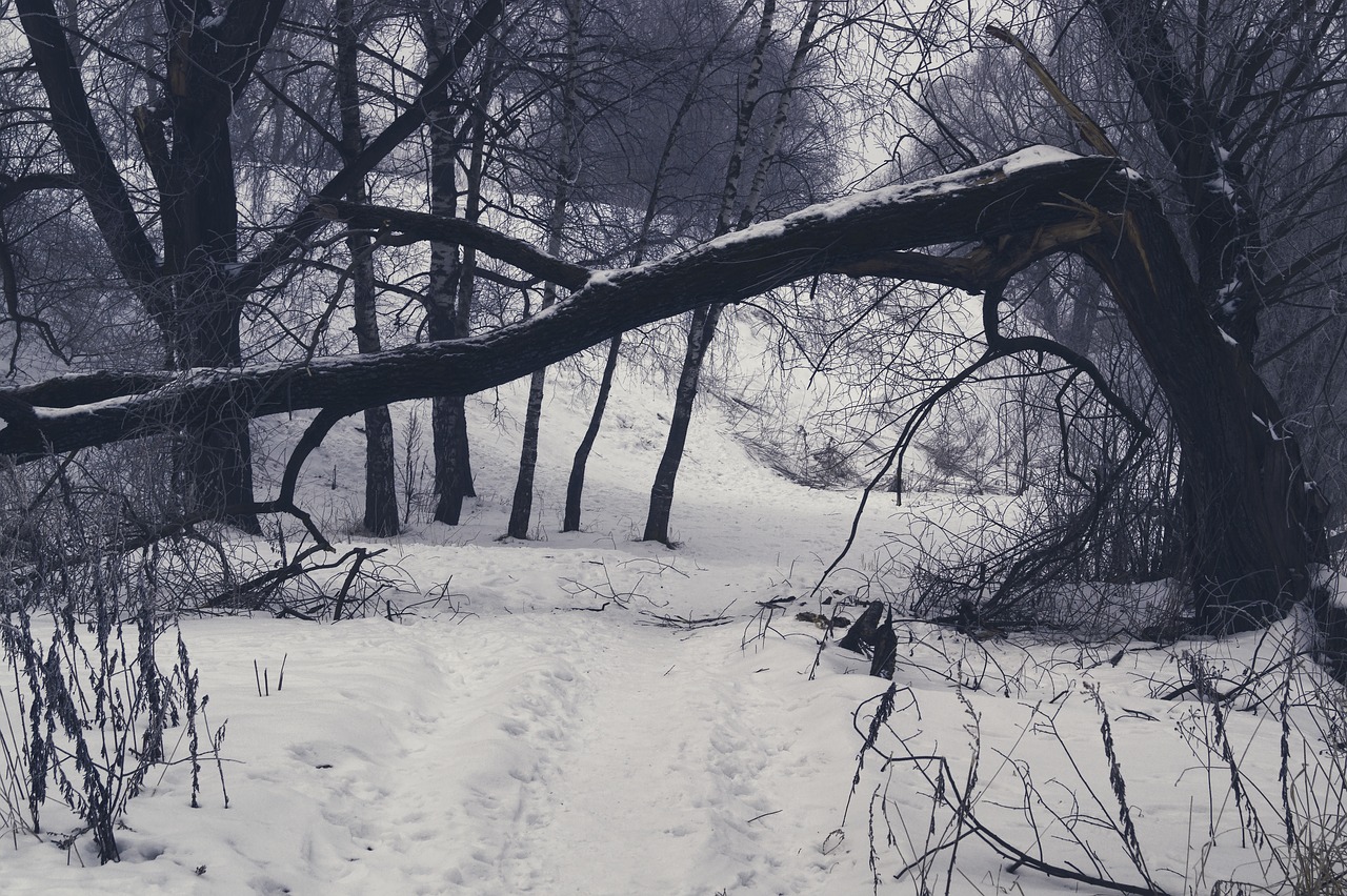 winter tree snow free photo