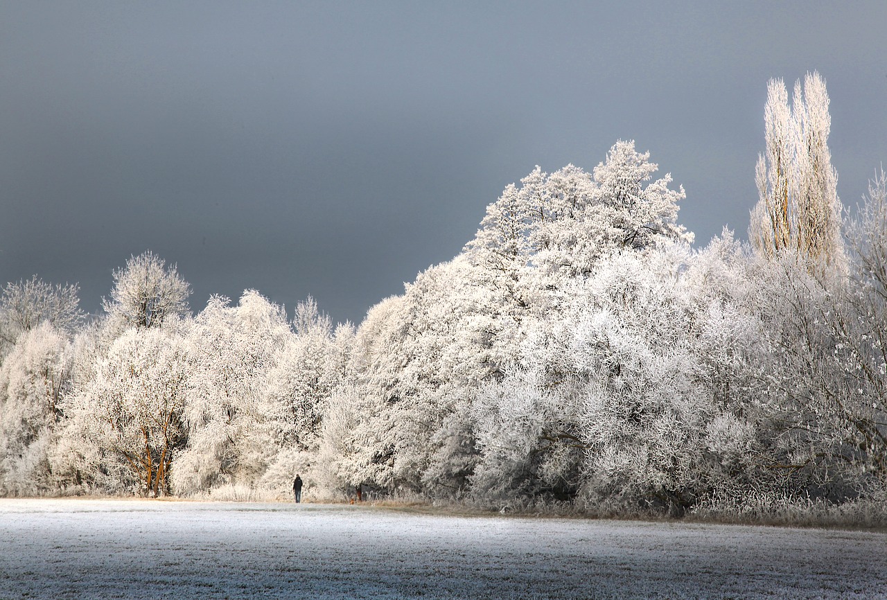 winter hoarfrost wintry free photo