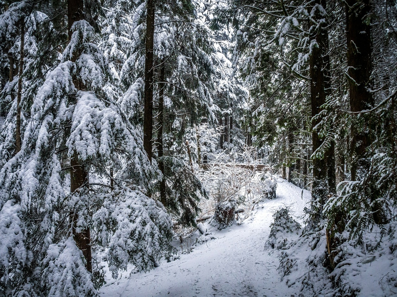 winter path deep forest free photo