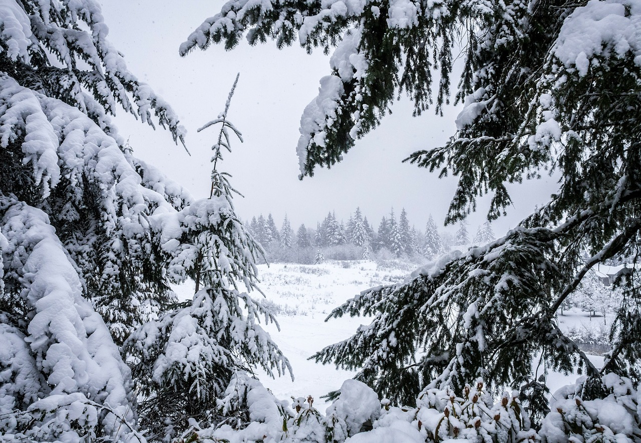 winter valley forest free photo