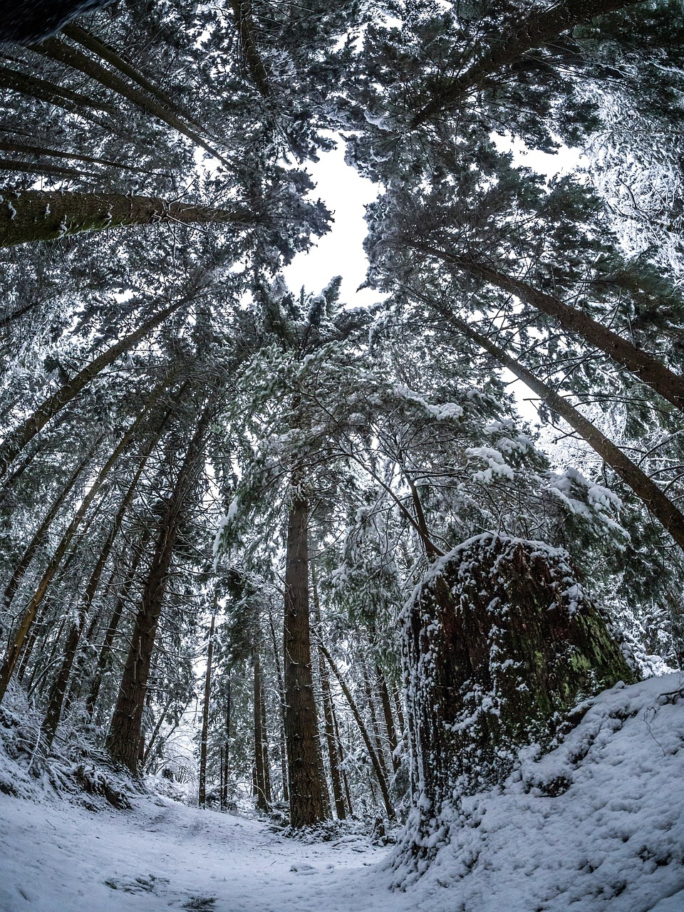 winter forest path free photo