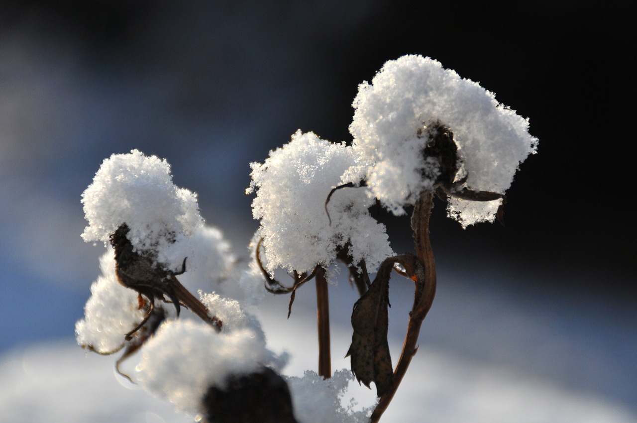 winter snow branch free photo