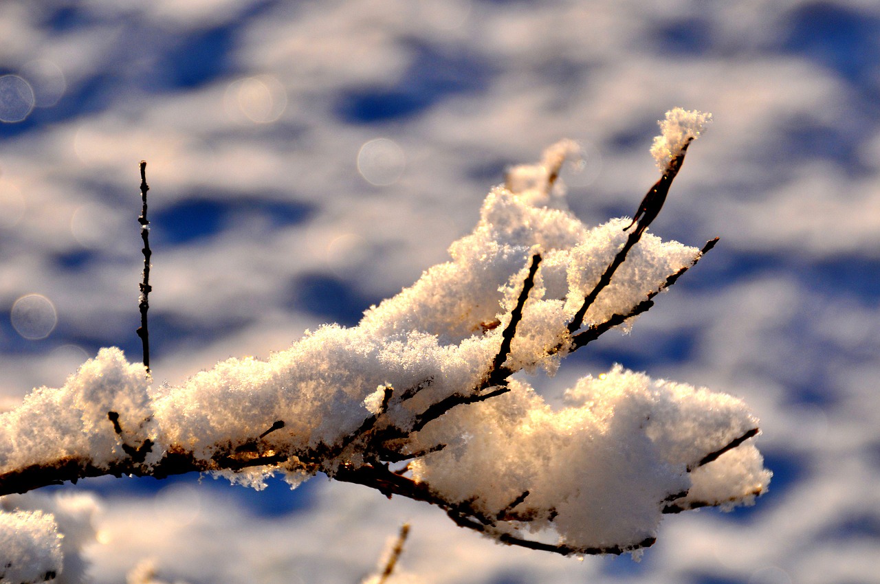 winter snow branch free photo