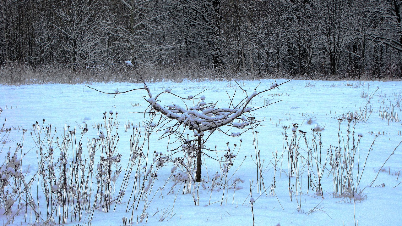 winter snow nature free photo