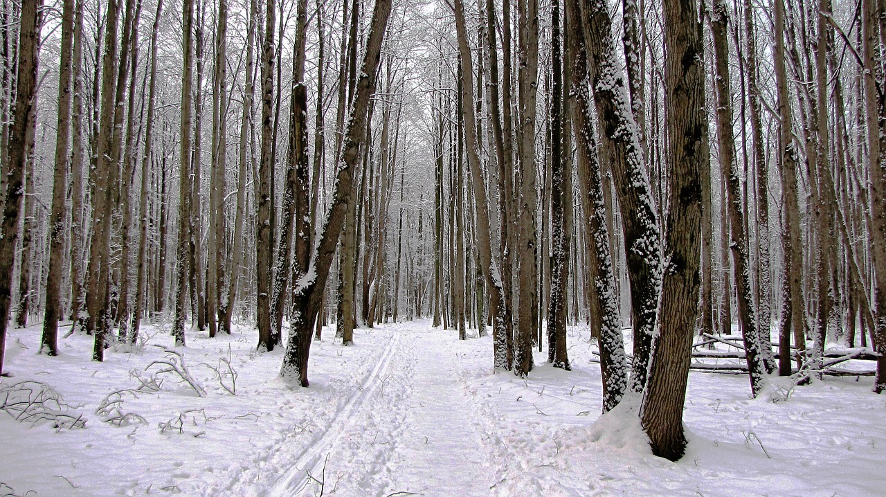 winter nature trees free photo