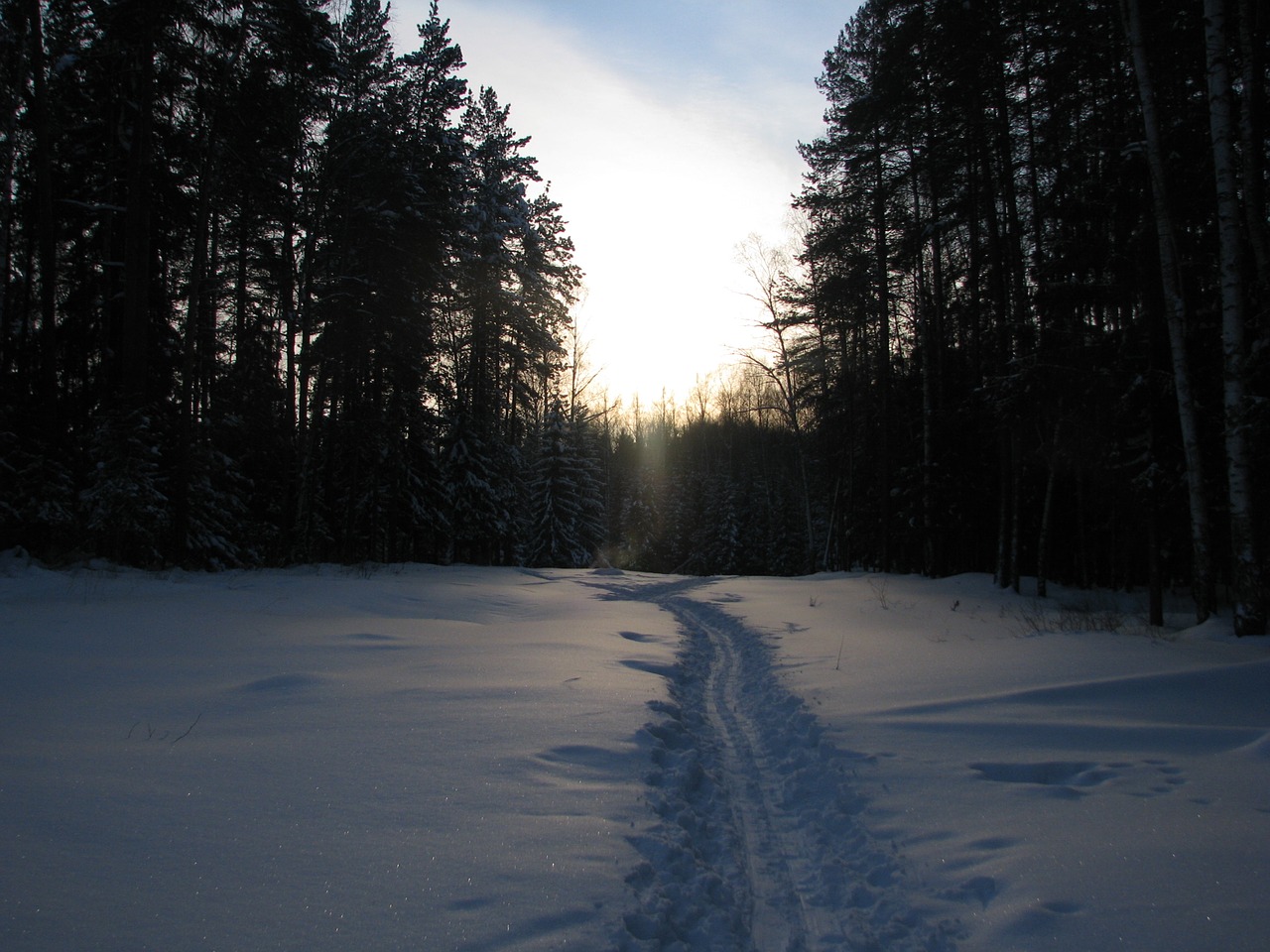 winter forest trails free photo