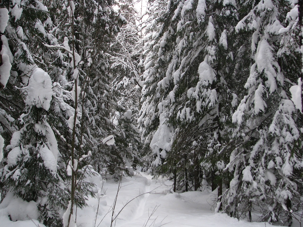 winter forest trail free photo