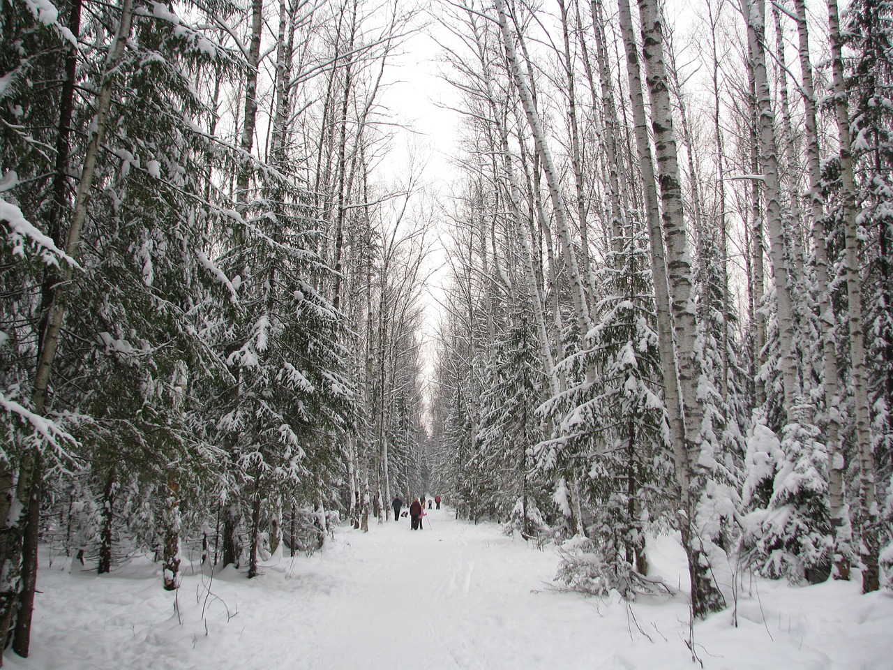 winter forest trail free photo