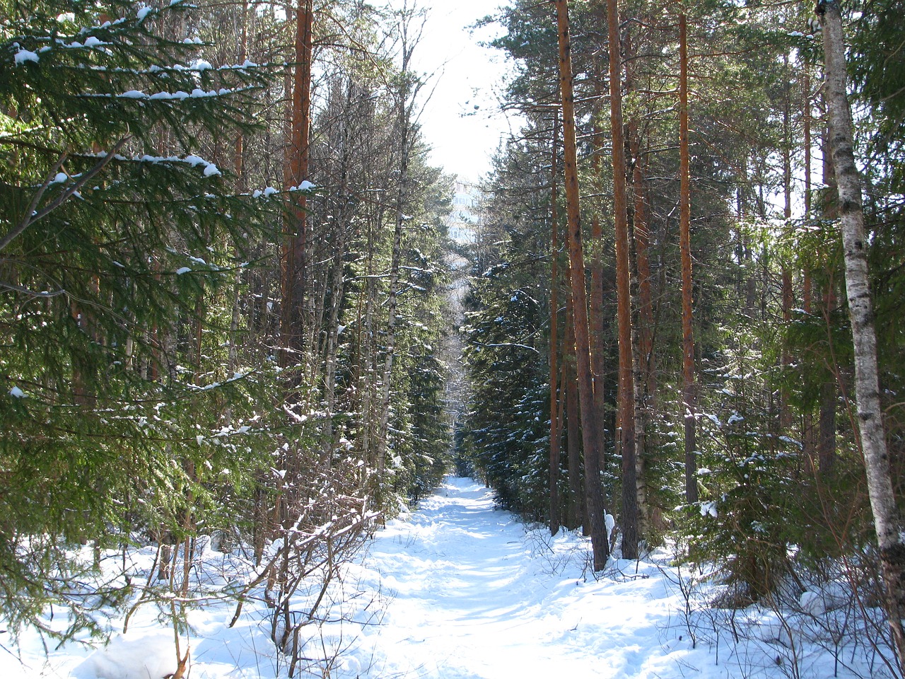 winter forest trail free photo