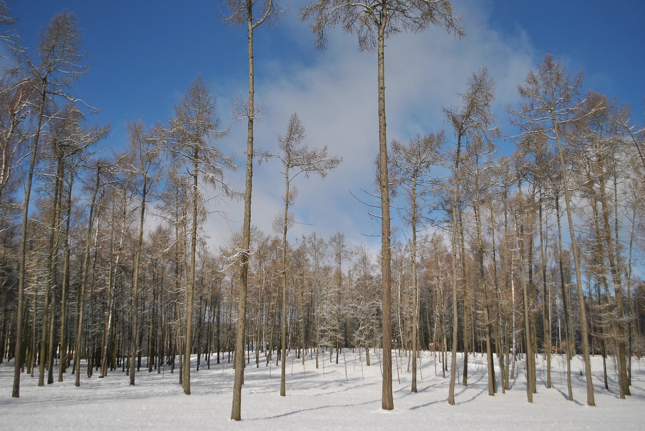 winter winter sky blue sky free photo