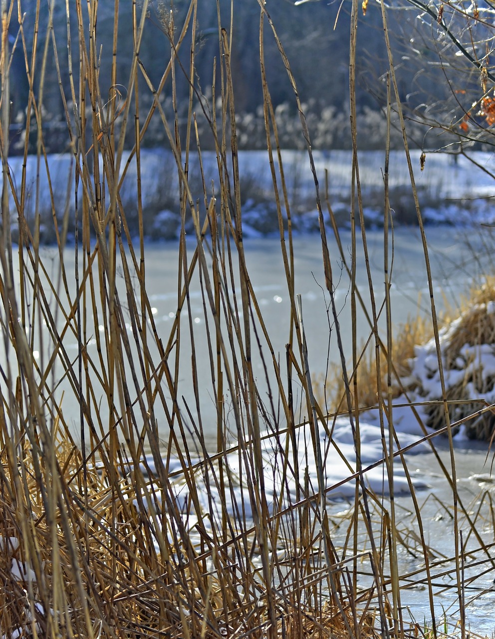 winter snow lake free photo