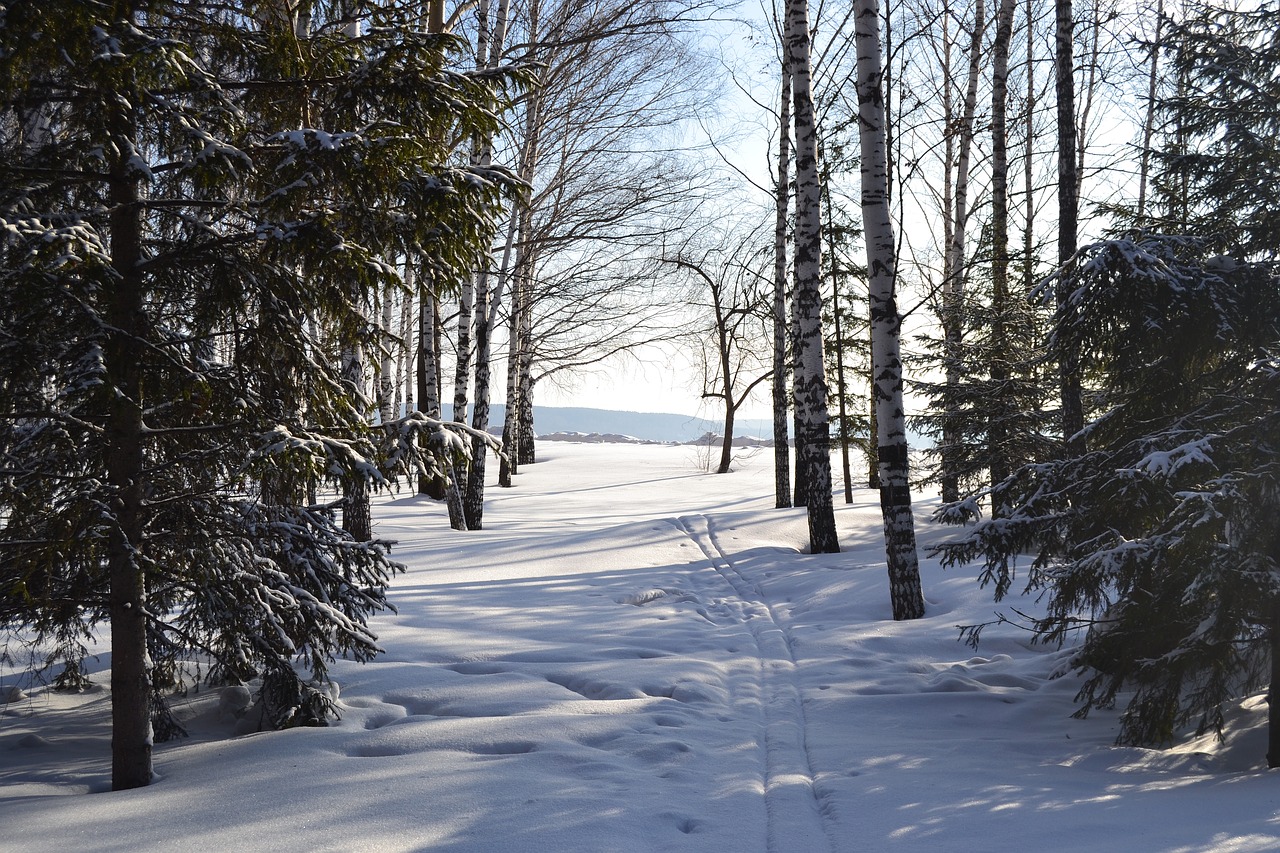 winter trees cold free photo