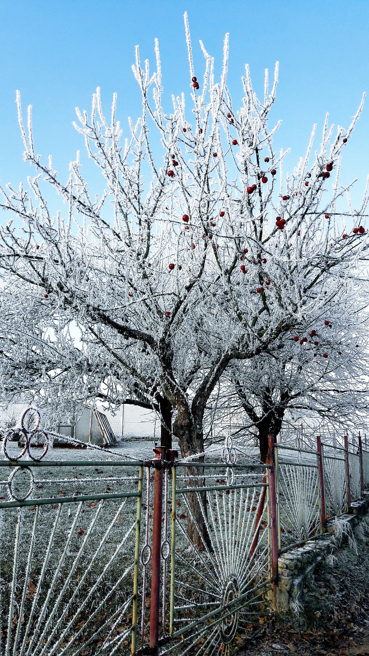 winter tree frost free photo