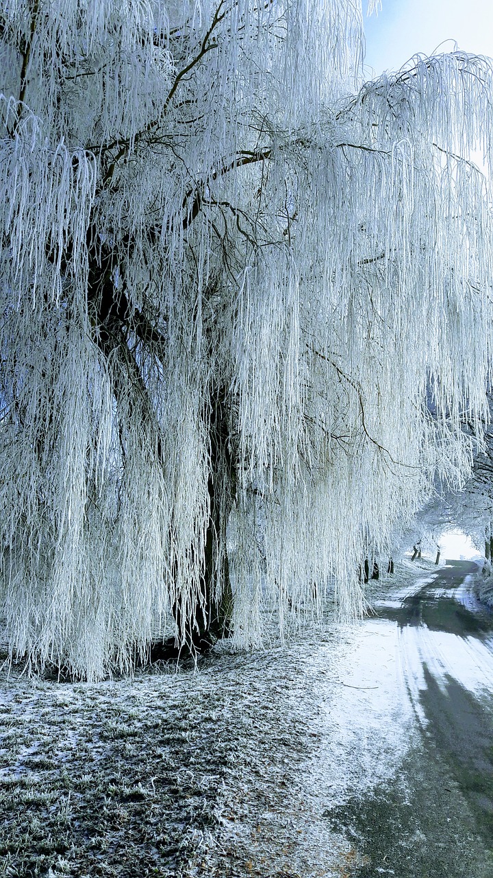 winter tree frost free photo