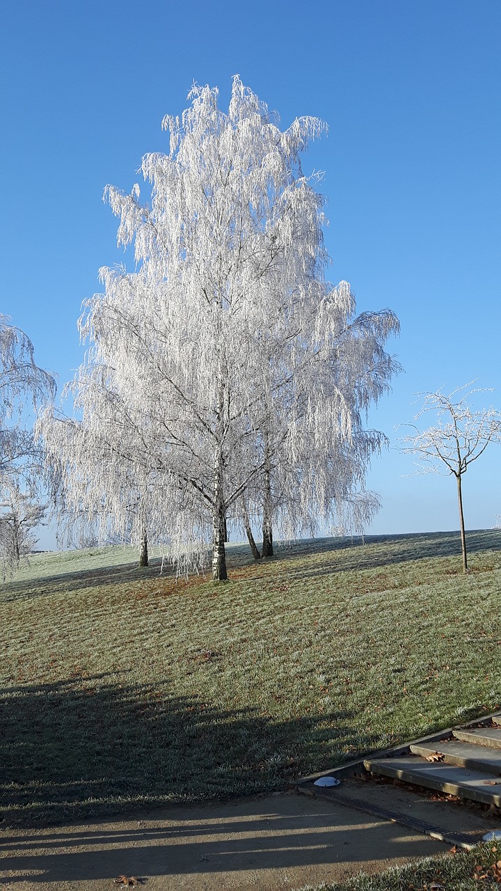 winter frost tree free photo