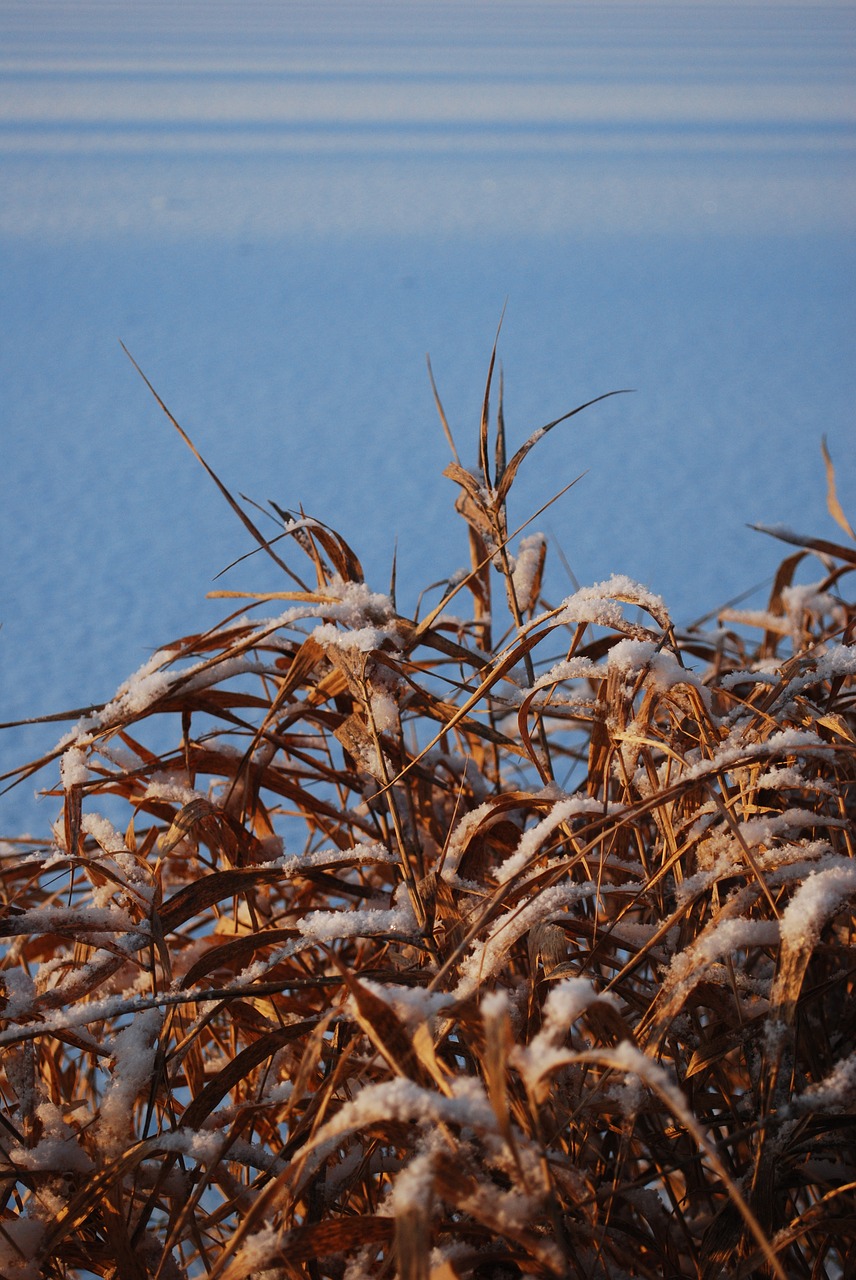 winter snow nature free photo