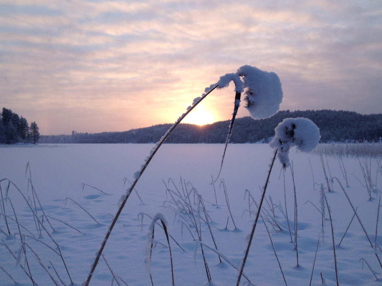 winter reed evening free photo