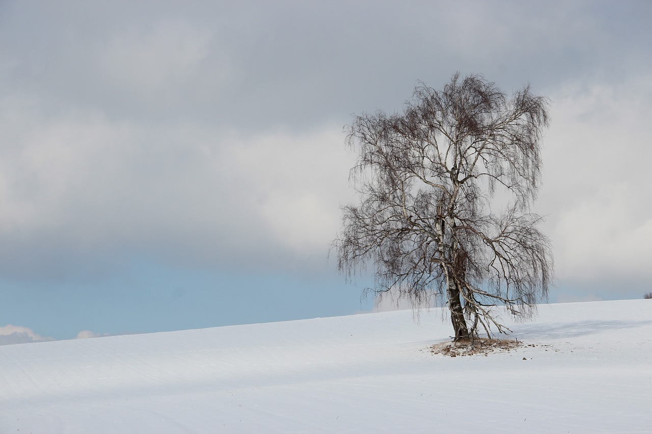 winter tree landscape free photo