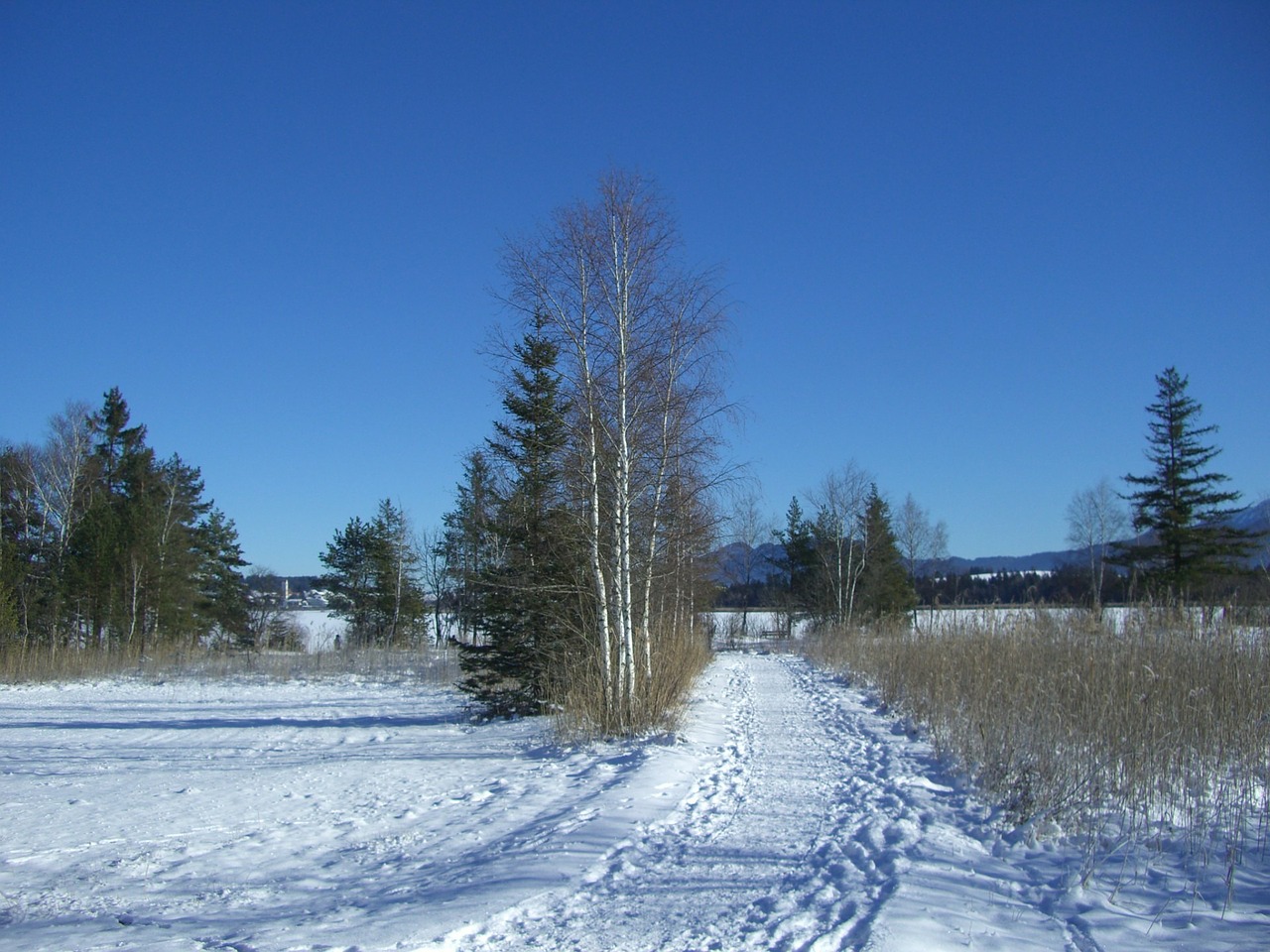 winter snow footprints free photo