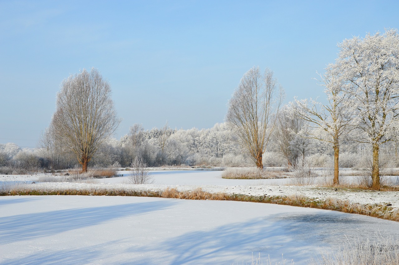 winter frost ponds free photo