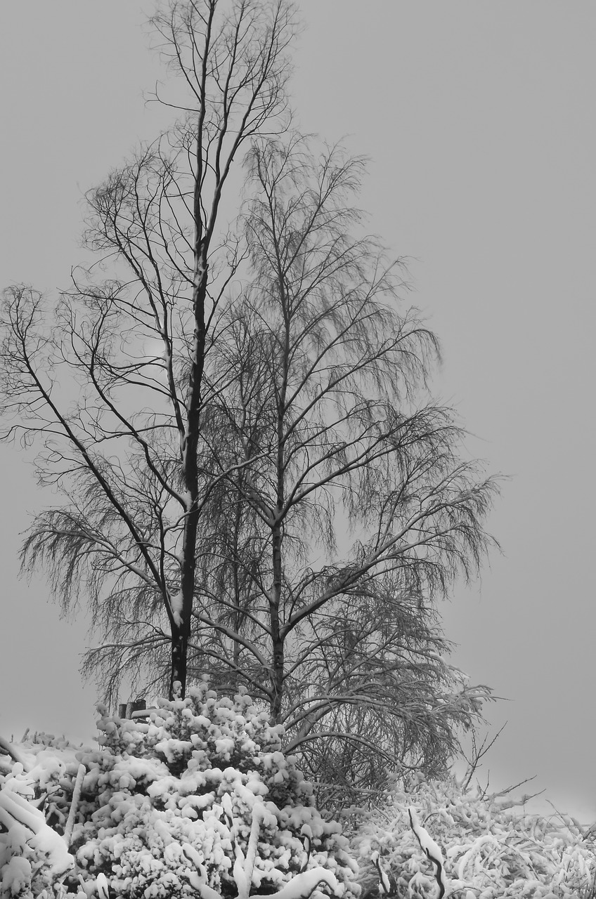 winter snow trees free photo