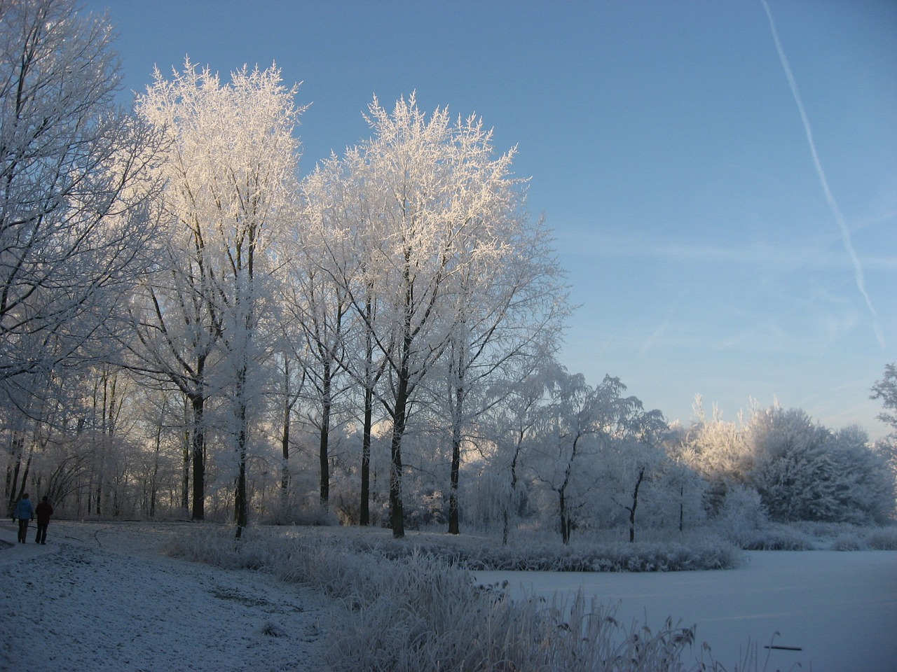 winter snow forest free photo