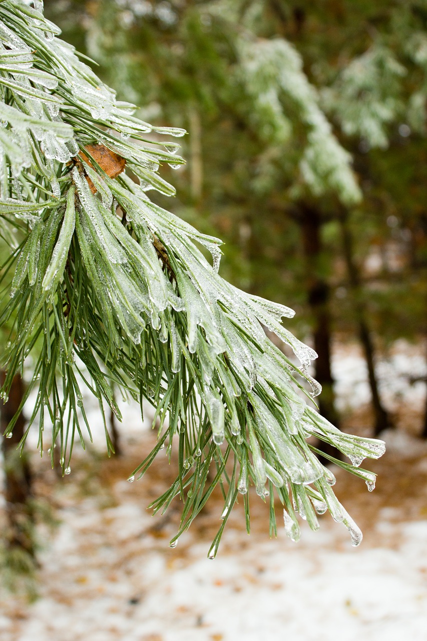 winter forest cold free photo