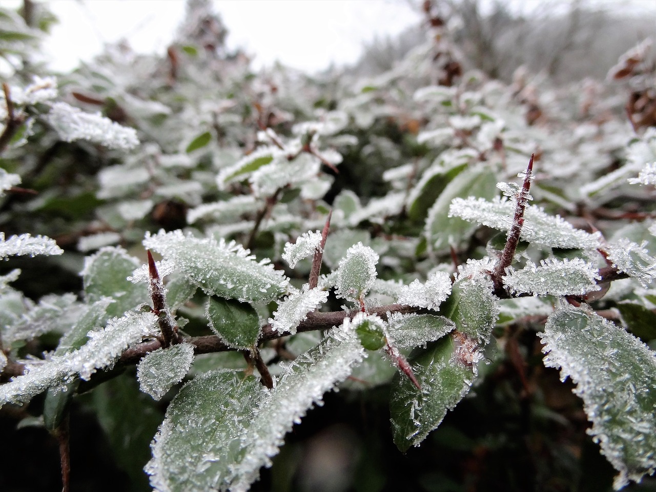 winter rime bush free photo