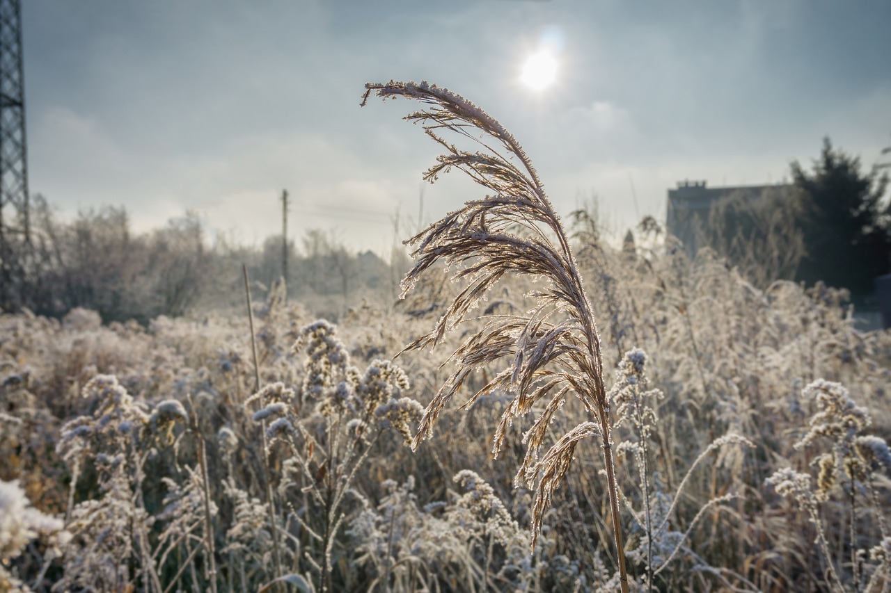 winter frost the ecclesia free photo