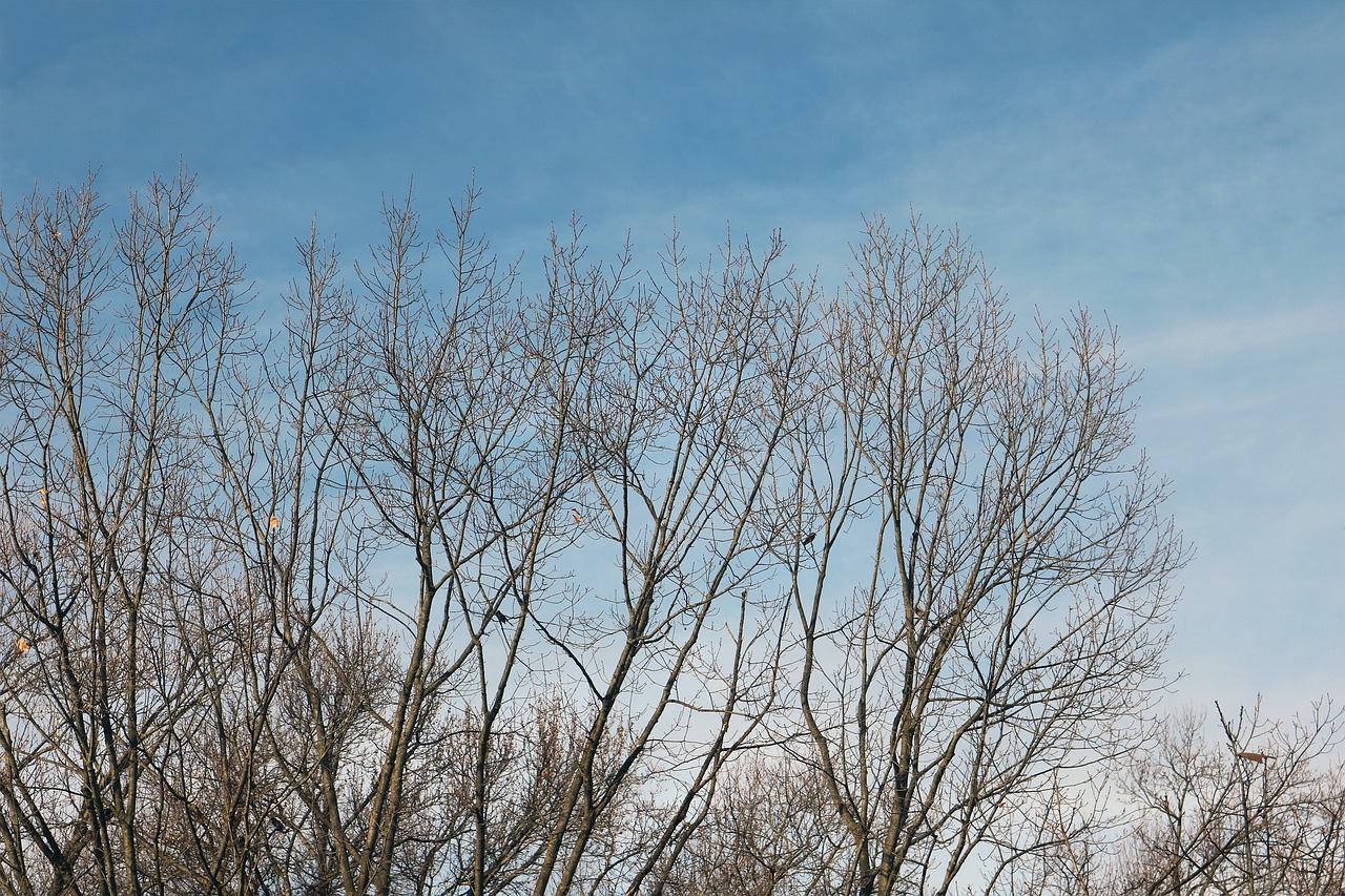 winter sky tree free photo