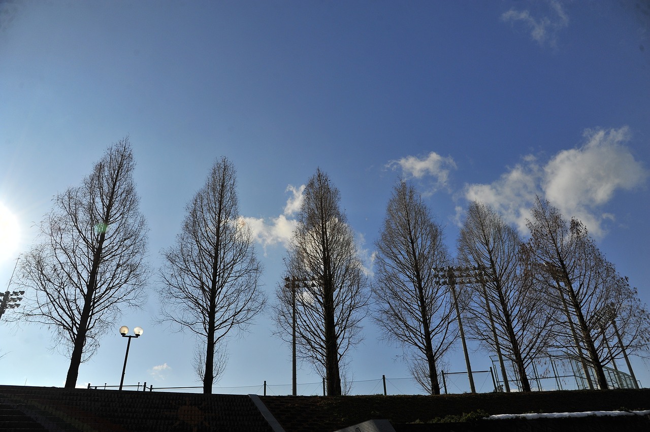 winter wood blue sky free photo