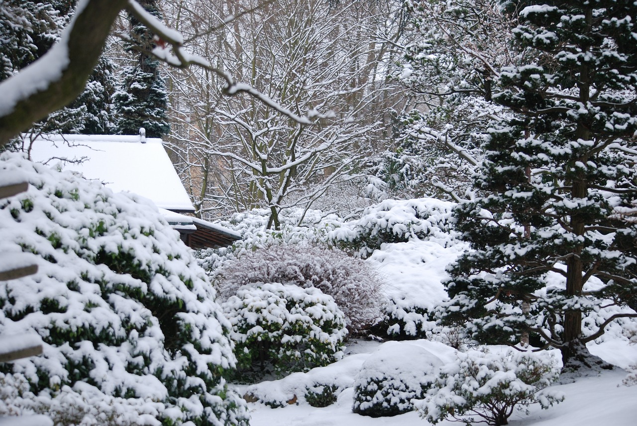 winter garden snow free photo