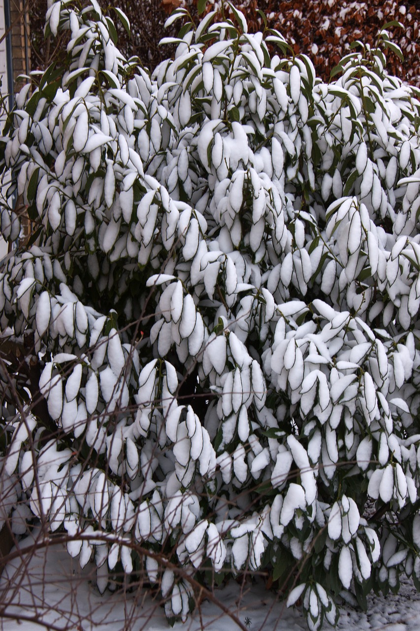 winter snow shrub free photo