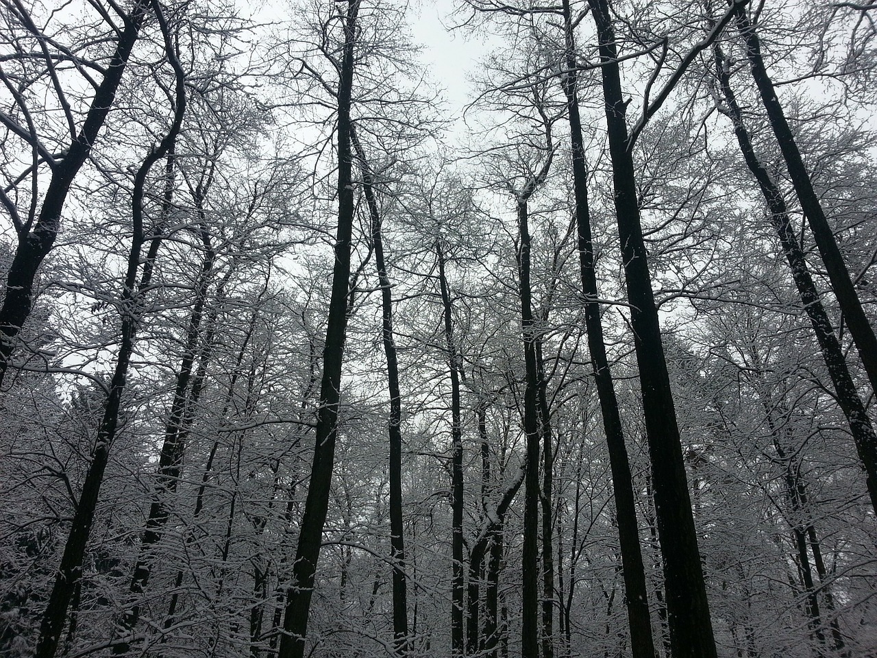 winter trees forest free photo