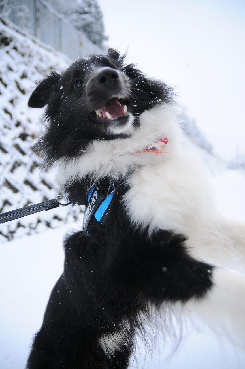 winter snow dog free photo