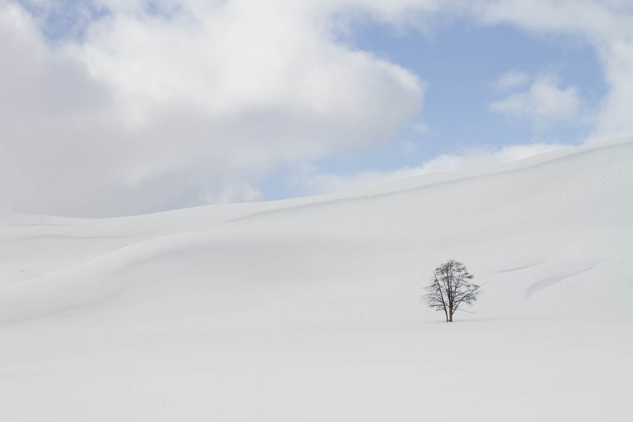 winter snow isolation free photo