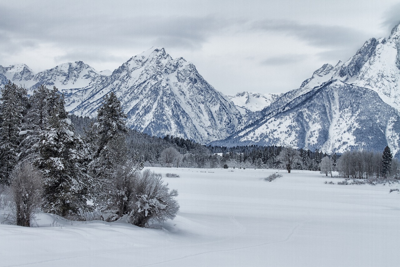 winter snow nature free photo